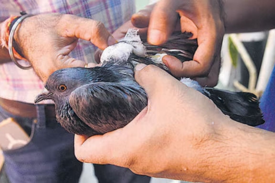 100+ birds killed, wounded by kite strings.